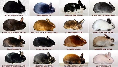 Satin Rabbit, Mini Satin Rabbit, Rabbit Facts, Mini Lop Rabbit, Rabbit Meat, Show Rabbits, Rare Rabbit, Rabbit Stuff, Meat Rabbits