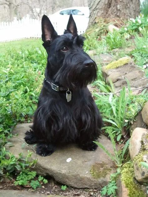 130 Best Scottish Terrier Dog Names - The Paws Black Scottish Terrier, Dog Name Ideas, Scottish Terrier Puppy, Female Dog Names, Scottie Terrier, Scotty Dog, Scottie Dogs, Scottish Terriers, Funny And Cute