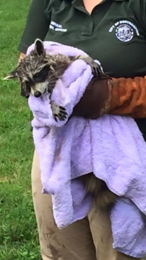 An animal control officer toweled off the little guy, who then “took off… Sewer Grate, Animal Control Officer, Nobody's Perfect, Animal Control, Having A Bad Day, Animal Welfare, An Animal, Grease, Massachusetts