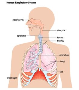 , Respiratory System Drawing Easy, Respiratory System Drawing, Naruto Drawings Easy, Circulatory System, Respiratory System, Drawing Easy, Respiratory, Biology, Easy Drawings