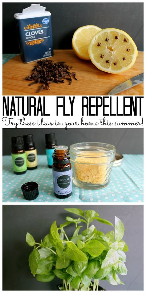 Ant Repellant, Fly Repellant Diy, Natural Fly Repellant, Fruit Fly Trap Diy, Homemade Bug Repellent, Diy Bug Repellent, Diy Mosquito Repellent, Get Rid Of Flies, Fly Spray