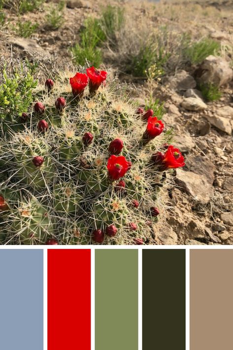 Cactus flower color palette Flower Color Palette, Desert Color Palette, Cactus Pears, Desert Colors, High Desert, Cactus Flowers, Christmas Cactus, Cactus Flower, Color Palettes