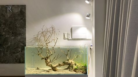 Background Plants, Freshwater Aquarium Plants, Aquarium Plants, New Tank, Aquascaping, Freshwater Aquarium, Planted Aquarium, Clear Water, Join Me