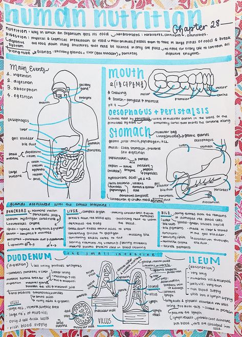 Nutritionist Study Notes, Biology Digestion Notes, Nutrition In Human Beings Notes, Nutrition In Amoeba Notes, Nutrition Notes College, Human Nutrition Notes, Nutrition Notes Nursing, Neurosurgeon Aesthetic Notes, Dietitian Study Notes