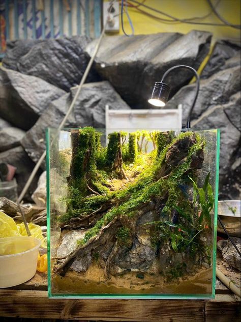 Jungle Aquascape, Isopod Terrarium, Tall Aquarium, Aquascape Design, Nano Aquarium, Aquascape Aquarium, Vivarium, Aquascaping, Fish Tank