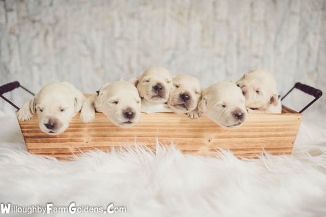 Golden Retrievers at three days old in a plant box, Could they be any cuter? Christmas Puppy Litter Photoshoot, Litter Photoshoot, Micro Goldendoodle, Puppy Whelping, Pet Photography Poses, Christmas Puppies, Dog Foto, Puppy Litter, Puppy Pics