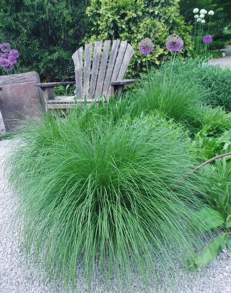 Sporobolus Heterolepis, Amanda Allen, Budget Landscaping, Prairie Garden, Sustainable Landscaping, Seed Heads, Missouri Botanical Garden, Gravel Garden, Front Landscaping