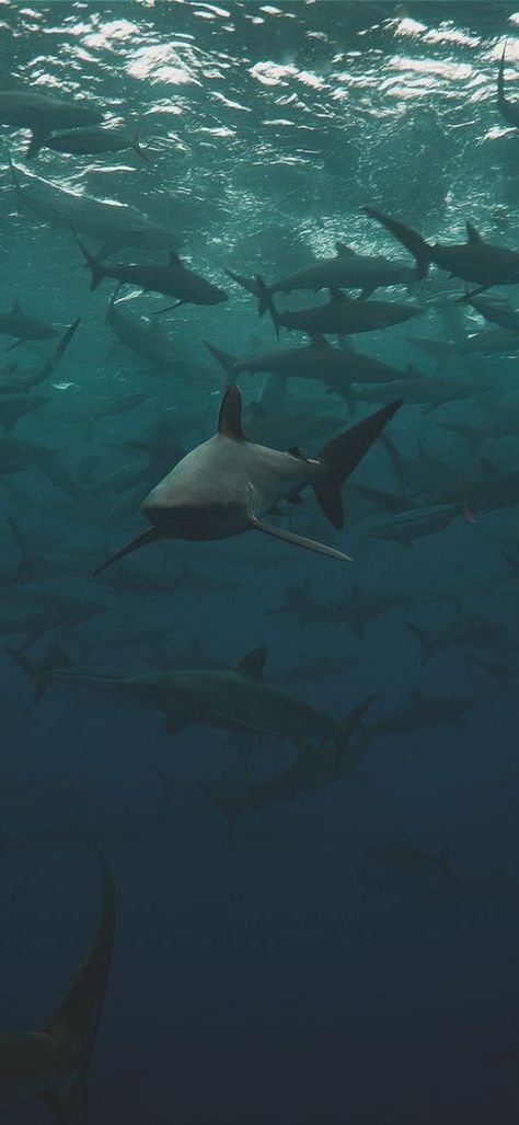 Ocean Wildlife, Types Of Sharks, Shark Pictures, Group Pic, Beautiful Sea Creatures, Cute Shark, Ocean Wallpaper, Shark Week, Ocean Creatures