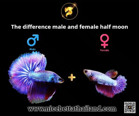 Beta Fish Female, Female Betta Fish, Betta Breeding, Male Betta Fish, Female Betta, Male Vs Female, Betta Aquarium, Betta Fish Care, Fish Breeding