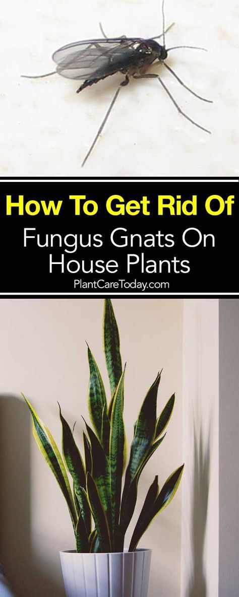 Gnats In House Plants, Fungus Gnats, Plant Bugs, Making Plant Pots, Plant Pests, Inside Plants, Indoor Gardens, House Plants Decor, Garden Pests