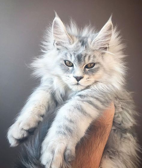 90 Cute Maine Coon Kittens That Are Actually Giants Waiting To Grow Up | Bored Panda Snow Tiger, Söt Katt, Gorgeous Cats, Cute Cats And Kittens, Cute Kittens, Pretty Cats, Maine Coon, Beautiful Cats, 귀여운 동물