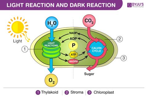 light and dark reaction Photosynthesis Diagram, Photosynthesis Worksheet, Light Reaction, Prokaryotic Cell, Electron Transport Chain, Plant Physiology, Carbon Cycle, Chemical Energy, Chemical Equation