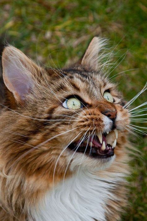 blacklips beauty Cat Open Mouth, Texture Reference, Cat Anatomy, Cat Reference, Animal References, Warrior Cats Art, Clay Texture, Cat Pose, Pretty Animals