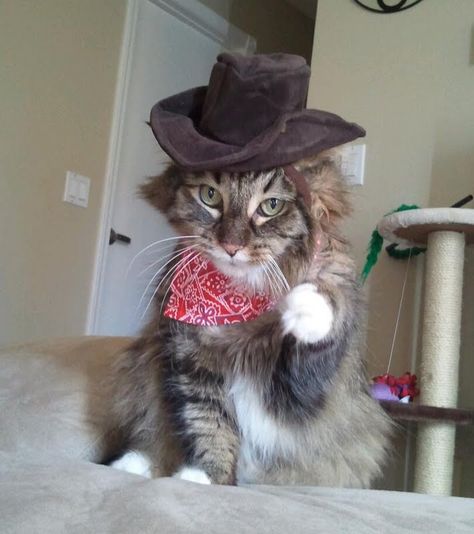 Cowboy Boots - Imgur Cat In Cowboy Boots, Pfp Animal, Cat Cowboy, Cat Profile, Cat Reference, Little Critter, Cat Logo, Cat People, Silly Animals