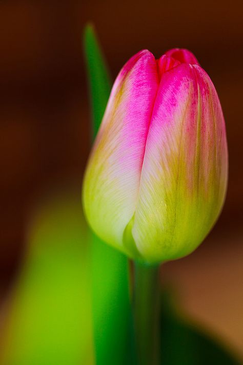 Tulip bud Tulip Bud, Flower Gardens, Flower Photos, To Meet, Spring Flowers, Flower Painting, Flower Garden, Tulips, Beautiful Flowers