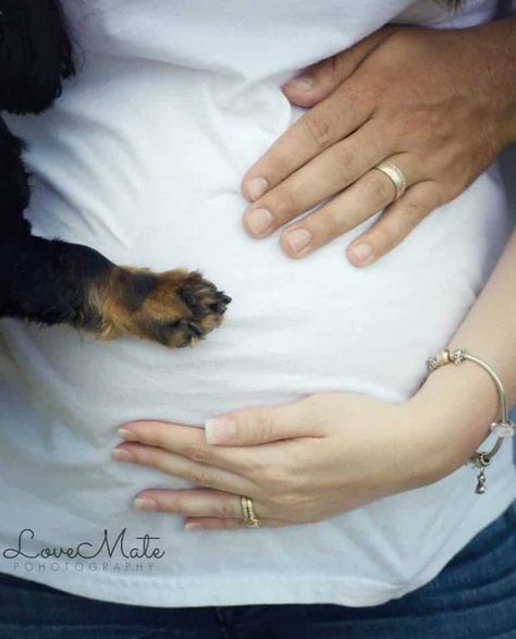 Funny Baby Announcement, Dog Baby Announcement, Dog Pregnancy Announcement, Bump Pictures, Baby Announcement Pictures, Baby Fotografie, Pregnancy Announcement Photos, Pregnant Dog, Maternity Photoshoot Poses