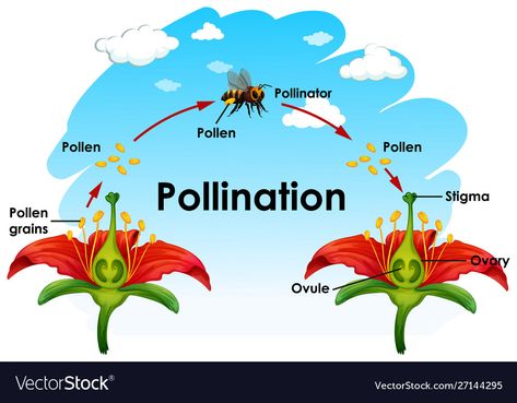 Pollination Anchor Chart, Cross Pollination Flowers Diagram, Pollination Diagram, Pollination Worksheet, Pollination Activities For Kids, Pollination Experiment, Pollination Activity, Bee Pollination, Bee Vector