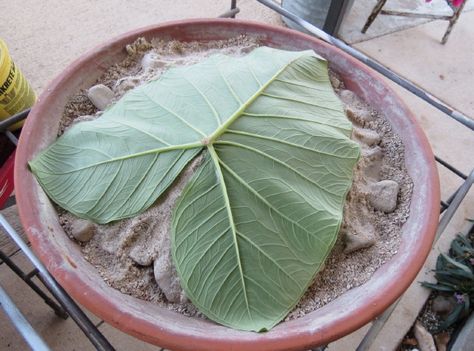 Timeless Treasures: DIY Concrete Elephant Ear Bird Bath Diy Elephant Ears, Cement Bird Bath, Bird Bath Diy, Cement Fountain, White Bird Tattoos, Diy Elephant, Bath Diy, Funny Bird Pictures, Feather With Birds Tattoo