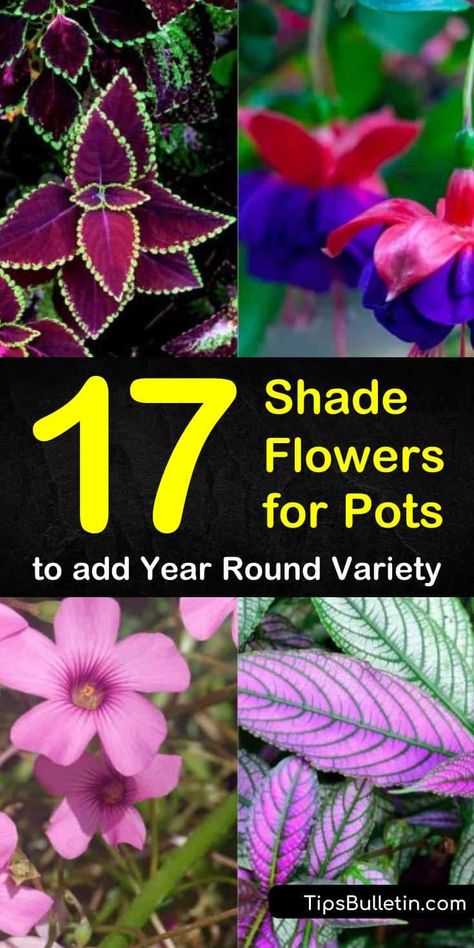 17 Shade Flowers for Pots to add Year Round Variety Shade Flowers For Pots, Potted Plants For Shade, Flowers For Pots, Shade Plants Container, Shade Garden Ideas, Garden Shade, Shade Garden Design, Patio Flowers, Perennial Flower