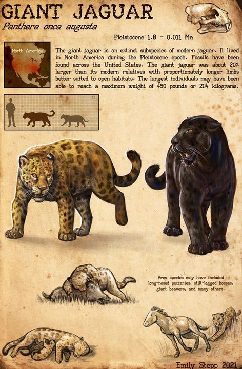 Megafauna Mammals, Jaguar Art, Most Dangerous Animals, Animal Infographic, Prehistoric Wildlife, Wild Kratts, X Male Reader, Dangerous Animals, Big Cats Art