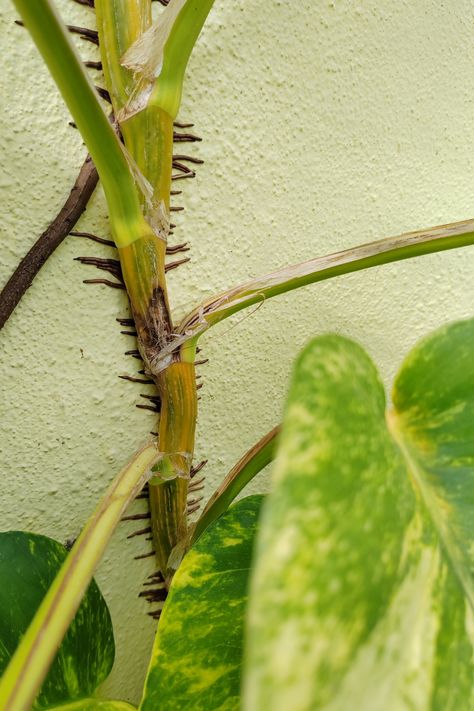 Pothos or Devil’s Ivy (Epipremnum aureum) is an easy-care, handsome plant that you love to grow, but you notice brown roots that are growing out of the stems. They’re not very attractive – are they normal? What are Pothos aerial roots, and what is their purpose? Should I leave them or cut them off? There is no cause for alarm. They’re called aerial roots or air roots, and they’re perfectly normal. They grow on... Aerial Plants, Pothos Plant Care, Rainforest Habitat, Epipremnum Aureum, Dappled Light, Pothos Plant, Air Signs, Low Light Plants, New Roots