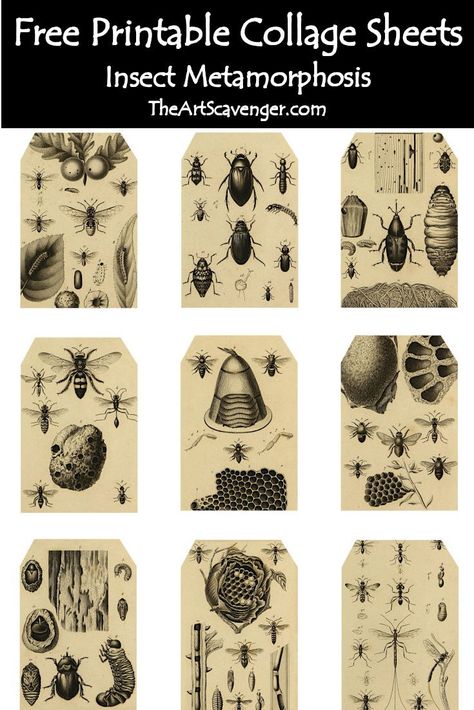 Free Junk Journal Printables, Entomology Decor, Free Junk Journal, Journal Printables Free, Junk Journal Printables, Journaling Collage, Free Collage, Printable Ephemera, Printable Collage Sheet