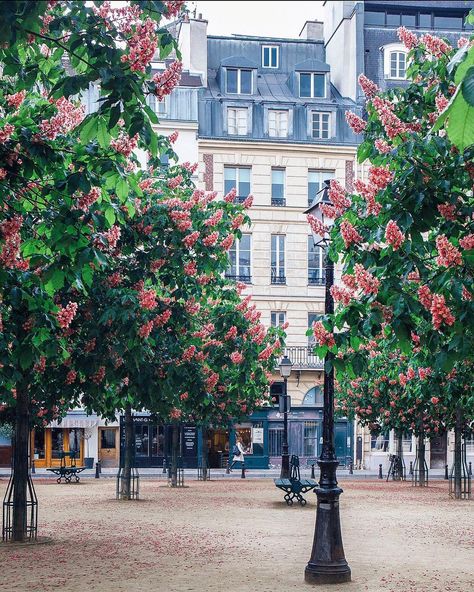 Sunday✨ . . #paris #placedauphine #marronnier Have A Beautiful Sunday, France Nice, Nice Travel, France Eiffel Tower, Paris Architecture, Beautiful Paris, International Flights, Nice France, Paris Photos