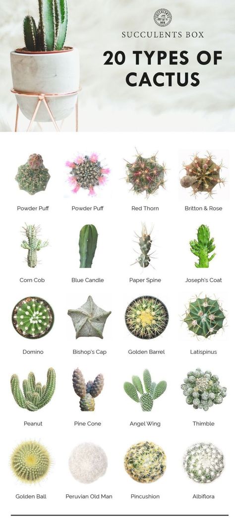 20 types of cactus // plants | home | natural designs | time-honored Identifying Succulents, Types Of Cactus Plants, Cactus Names, Succulent Names, Tanaman Sukulen, Types Of Succulents Plants, Truck Garden, Succulent Art, Cactus Types