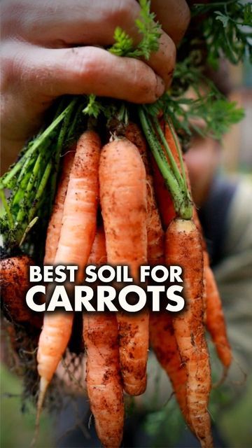 Mind & Soil on Instagram: "🥕 What's the best soil for growing Carrots? #howtogrowcarrots #growingcarrots #carrottips" Best Soil For Carrots, Growing Cucumbers Vertically, Easy Vegetables, Growing Carrots, Vegetables To Grow, Easy Vegetables To Grow, Edible Gardens, Growing Cucumbers, Types Of Soil