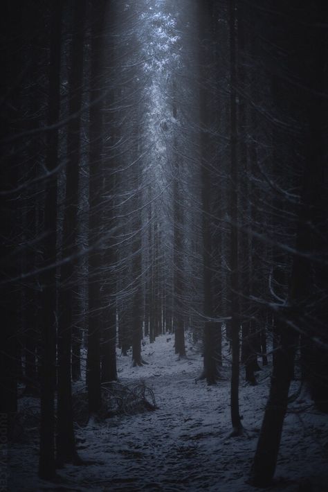 Winter Forest Background, Dark Naturalism, Dark Forest Aesthetic, Dark Castle, Snow Forest, Castle Aesthetic, Forest Background, Night Forest, Snowy Forest