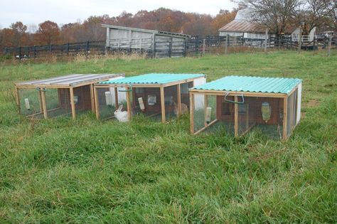 out in the hutches if they choose.  There are only two challenges we're working on - the lids are too lightweight for strong winds if we use... Rabbit Tractor, Martin Animal, Rabbit Hutch Plans, Raising Rabbits For Meat, Rabbit Enclosure, Rabbit Farm, Meat Rabbits, Chicken Pen, Chicken Tractors