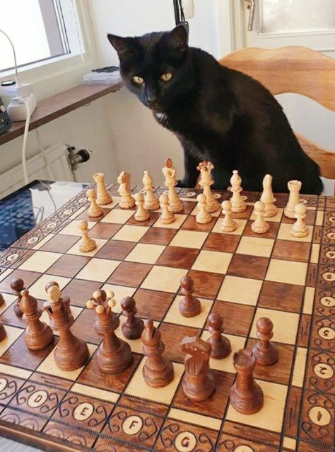 Cat Playing Chess, Chess Player Aesthetic, Aesthetic Chess Board, Chess Memes, Chess Aesthetic, Crowded House, Dark Naturalism, Playing Chess, Chess Queen