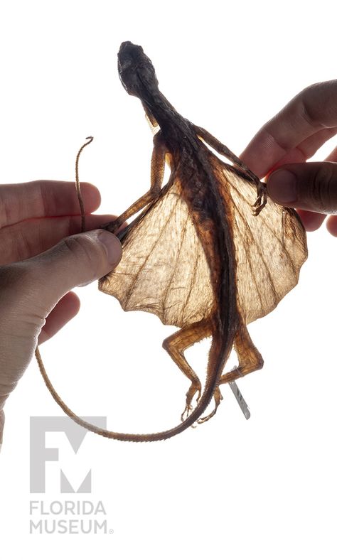 Blanford's flying dragon (Draco blanfordii) is a species of flying lizard native to Asia. They glide between trees on "wings" made from ribs and connecting membranes. While they don't truly fly, they can gain lift by adjusting their "wings" and specialized dewlaps. Get up close and personal with the internal structure of this specimen on MorphoSource. #SummerOfSpecimens #CollectionsAreEssential #lizards #flyingdragons Lizard Person, Animal Structure, Giant Lizard, Frilled Lizard, Flying Lizard, Lizard Dragon, Agra Fort, Flying Dragon, Cute Reptiles