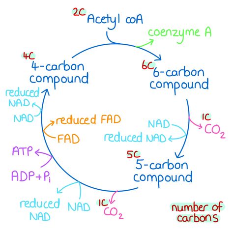 Krebs Cycle Notes, Mlt Notes, Aerobic Respiration, Microbiology Notes, What Is Intelligence, Bio Project, Medical Inspiration, Biology Teaching, Citric Acid Cycle