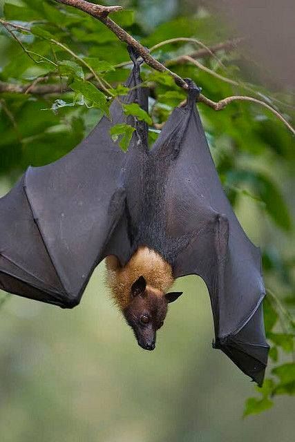 Flying Fox. Fox Bat, Bat Flying, Flying Fox, Fruit Bat, Baby Bats, Cute Bat, Creatures Of The Night, Animal Planet, Animal Photo