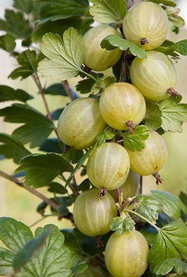 Currant Bush, Gooseberry Plant, Gooseberry Bush, Espalier Fruit Trees, Plants Uk, Acid Loving Plants, Forest Plants, Beautiful Fruits, Fruit Plants