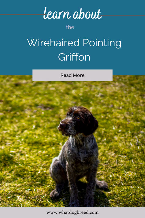 Embark on an adventure with the Wire Haired Pointing Griffon in our latest blog post! 🌿🐾 Discover the versatile hunting prowess, affectionate nature, and distinct wire-haired coat of this remarkable breed. Whether you're a seasoned Griffon enthusiast or intrigued by their unique characteristics, our blog offers valuable insights and tips. Click to learn more about these skilled pointers and why they're cherished by hunters and families alike! #WireHairedPointingGriffon #DogLife #PetBlog Wire Haired Pointing Griffon, Wirehaired Pointing Griffon, Pointing Griffon, Pet Blog, Labrador Retriever Mix, Unique Characteristics, Family Pet, The Wire, Dog Life