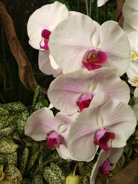 Pink and white orchid in the garden. Flower, orchids , #SPONSORED, #orchid, #white, #Pink, #orchids, #Flower #ad Pink And White Orchids, Pink Moth, Cute Designs To Draw, Orchid White, Moth Orchid, Orchids Garden, Pink Orchids, White Orchids, Garden Flower