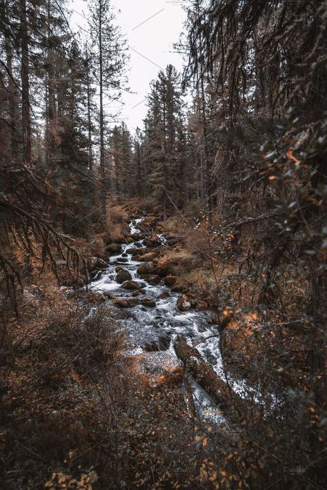 Deep taiga forest with water stream Taiga Aesthetic Nature, Taiga Biome Aesthetic, Taiga Forest Aesthetic, Taiga Aesthetic, Taiga Landscape, Forest With Water, Taiga Biome, Burned Forest, Stream Aesthetic