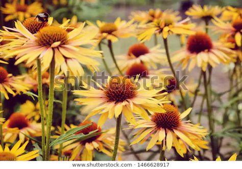 Orange Echinacea, Colour Reference, Big Kahuna, Reference Board, Echinacea Purpurea, Border Design, 3d Objects, Photo Editing, Photo Image