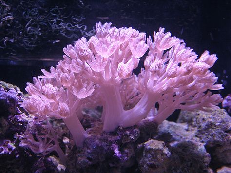 Kristina Webb, Ocean Plants, Marine Tank, Fauna Marina, Aquarium Terrarium, Sea Plants, Sea Anemone, Saltwater Tank, Soft Coral