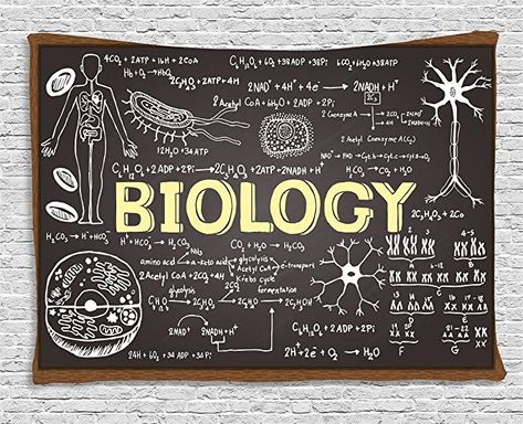 Amazon.com: Ambesonne Educational Tapestry, Black Chalkboard Biology Hand Written Symbols School Classroom, Wall Hanging for Bedroom Living Room Dorm, 60 W X 40 L Inches, Black Brown Pale Yellow: Gateway Shower Curtain Black, Black Chalkboard, Cloth Fabric, Hand Written, School Classroom, Long Black, Biology, Chalkboard, Shower