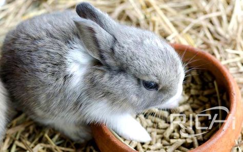 Make the Rabbit Feed with Richi Best Pellet Mill & Formulation Rabbit Feed, Rabbit Pellets, Rabbit Feeding, Rabbit Rabbit Rabbit, Rabbit Wallpaper, Raising Rabbits, Rabbit Pictures, Easy Animal Drawings, Rabbit Wall Art