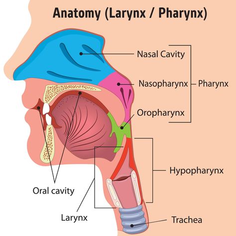 Pharynx Drawing, Pharynx Anatomy, Larynx Anatomy, Anatomy Head, Human Heart Anatomy, Head Illustration, Basic Anatomy And Physiology, Nasal Cavity, Heart Anatomy