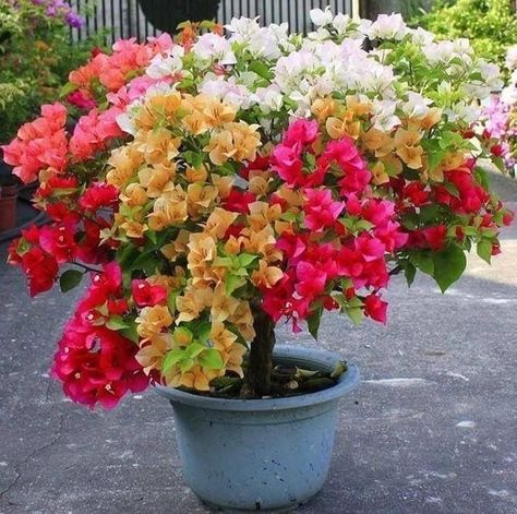 Plant Architecture, Bougainvillea Tree, Bougainvillea Bonsai, Kaktus Dan Sukulen, Flower Garden Plans, Bonsai Tree Types, Garden Decoration Ideas, Patio Flowers, Potted Plants Outdoor