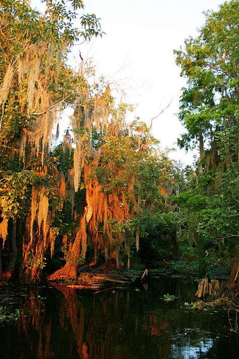 Enjoy the old Florida scenery on Lake Jesup. Florida Scenery, Florida Autumn, Florida Fall Aesthetic, Florida Fall, Fall In Florida, Lake Buena Vista Florida, Florida Adventures, Autumn Nature, State Of Florida