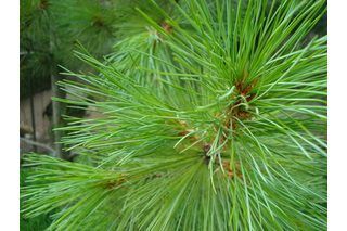 Pine trees are cone-bearing evergreens that can range in height from 25 to 150 feet. There are more than 100 species of pine trees, which grow all over the United States. They all can be grown by stem cuttings taken from an existing tree. The success rate for propagating pine trees with cuttings is not as high as with other plants such as shrubs... Propagate Trees, Propagating Trees, Pine Cone Seeds, Types Of Evergreen Trees, Tree Propagation, Types Of Pine Trees, Hydroponic Greenhouse, Bonsai Tree Types, Garden Fun