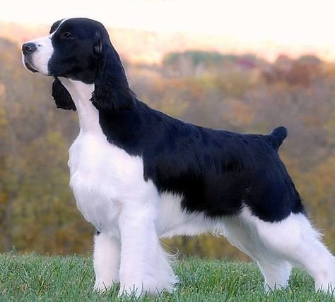 Aria English Springer Spaniels English Springer Spaniel Puppy, English Dogs, Springer Spaniel Puppies, Black Labrador Dog, Tattoos For Dog Lovers, Akc Breeds, Springer Spaniels, Dog Grooming Business, Black Lab Puppies