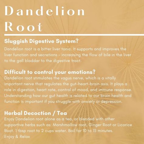 Dandelion Root Benefits Women, Dandelion Supplement Benefits, Dandelion Root Powder Benefits, Osha Root Benefits, Dandelion Herb Benefits, Astralagus Root Benefits, Dandelion Root Tincture Benefits, Benefits Of Dandelion Tea, Dandelion Tincture Benefits