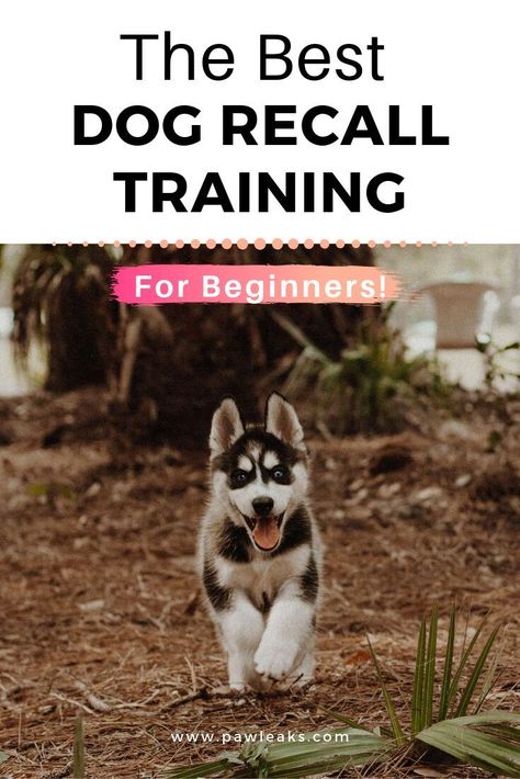 the best dog recall training How To Get Your Dog To Come When Called, Teach Dog To Come When Called, How To Train An Older Dog, Commands To Teach Your Dog, Recall Training For Dogs, Dog Recall Training, Poodle Training, Dog Recall, Animal Behaviour